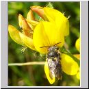 Anthidium strigatum - Kleine Harzbiene 03 7mm auf Lotus corniculatatus-Hornklee.jpg